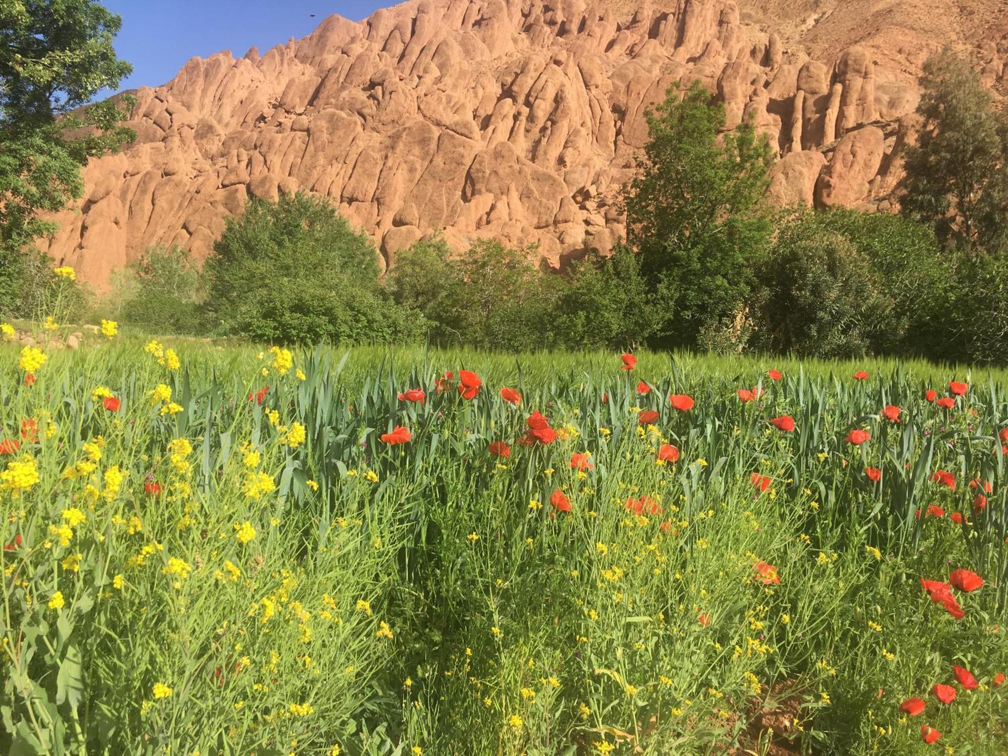 Tafsut Dades Guesthouse Stay With Locals Tamellalt  Extérieur photo